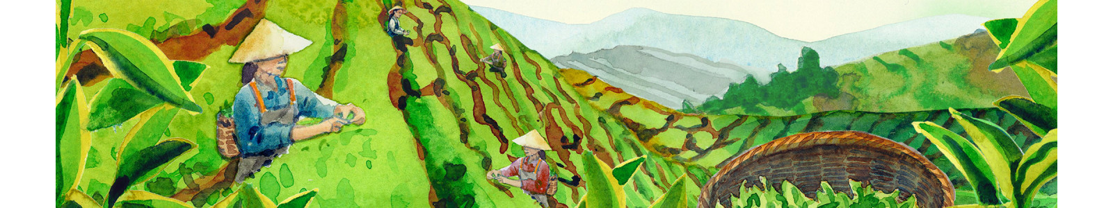 Les thés classiques : succombez pour nos thés origines | Pagès