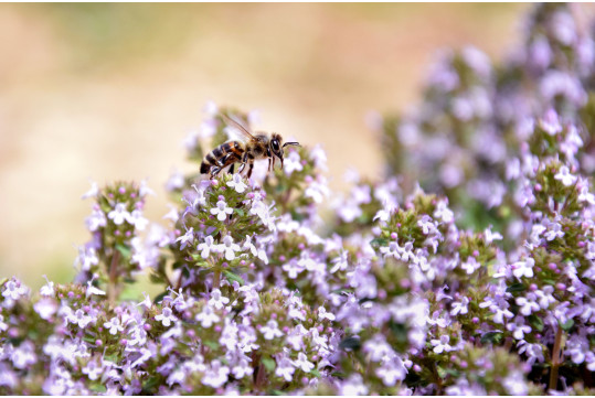 What are the benefits of thyme infusion?